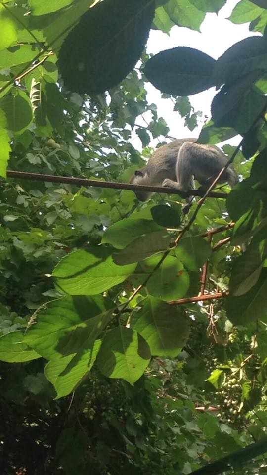 В Одесской области стая обезьян сбежала из зоопарка и захватила дачный поселок (ФОТО)