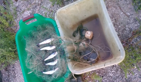 Тонный рапаны и мидий незаконно выловлены в Одесской области