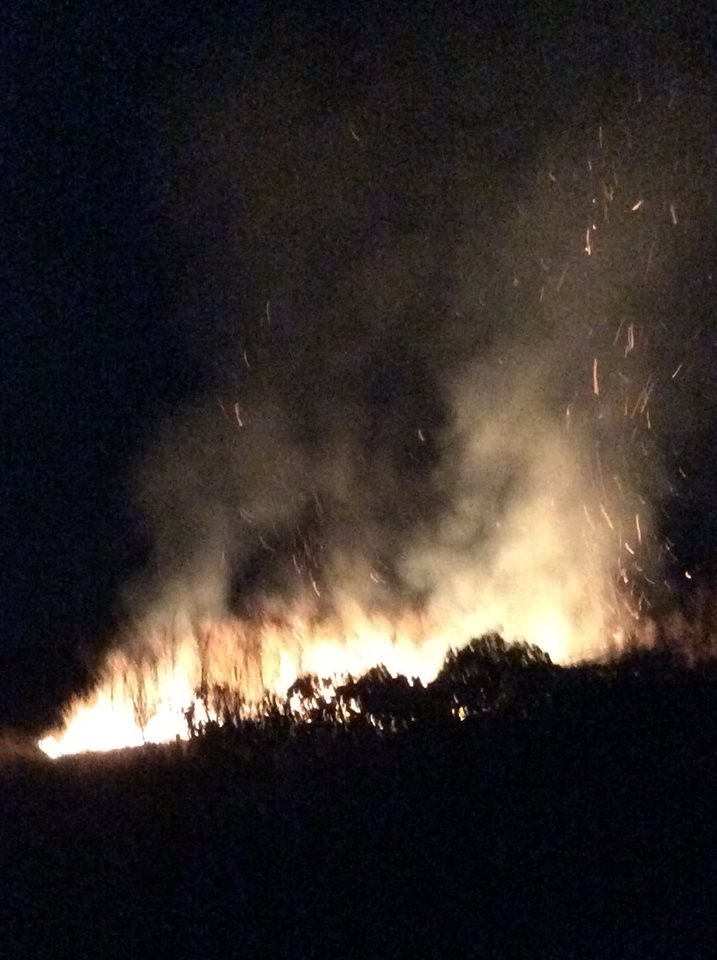 В Белгород-Днестровском районе сожгли французские виноградники. Власть бездействует в очередных "разборках" за арендованную землю