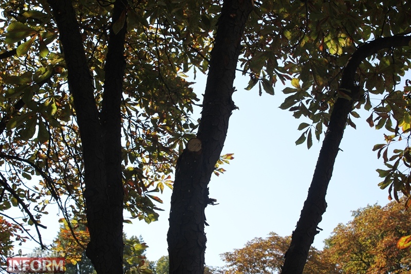 На проспекте Мира в Измаиле проводят санитарную обрезку деревьев