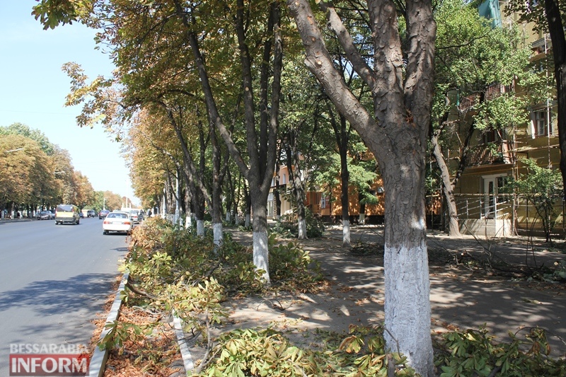 На проспекте Мира в Измаиле проводится санитарная обрезка деревьев.