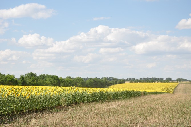Саратский район добился самой высокой урожайности зерновых по Одесской области