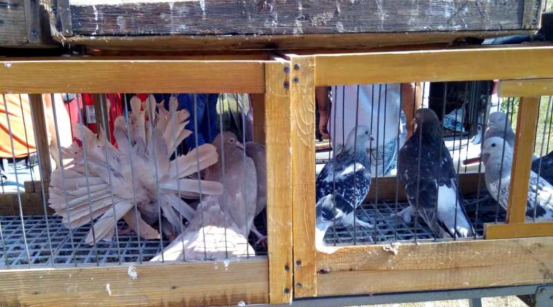В Татарбунарах ко Дню города прошла выставка-ярмарка голубей и декоративных птиц