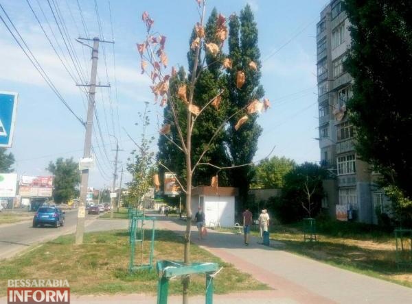 Фотофакт: в Белгород-Днестровском гибнут платаны