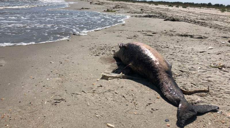 В Килийском районе на берег выбросило очередного дельфина, погибшего из-за браконьеров