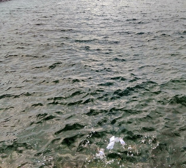 В Одессе возле дельфинария "Немо" в море плавают трупы животных (ФОТО)