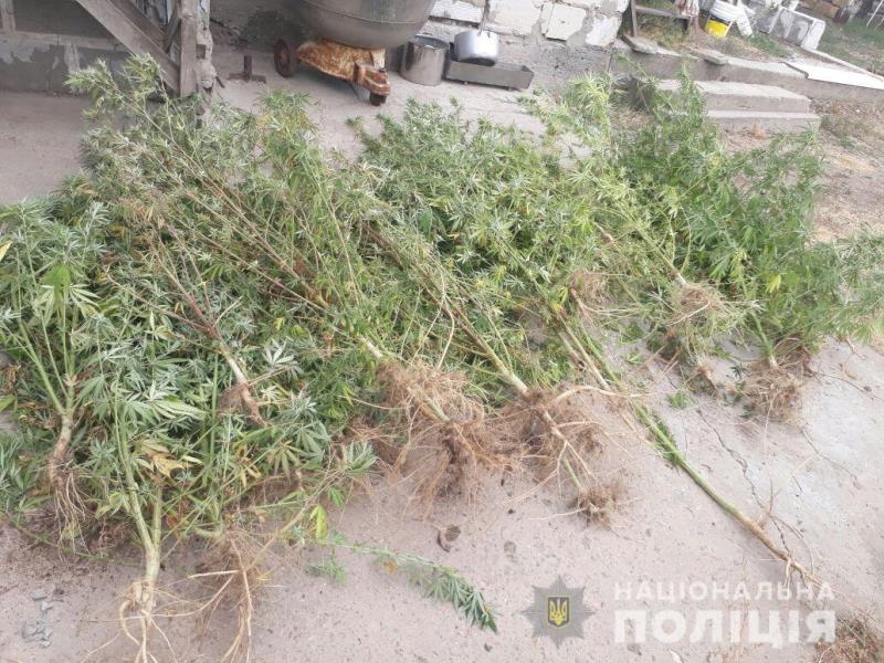 Белгород-Днестровский р-н: в Шабо найдены посевы конопли.