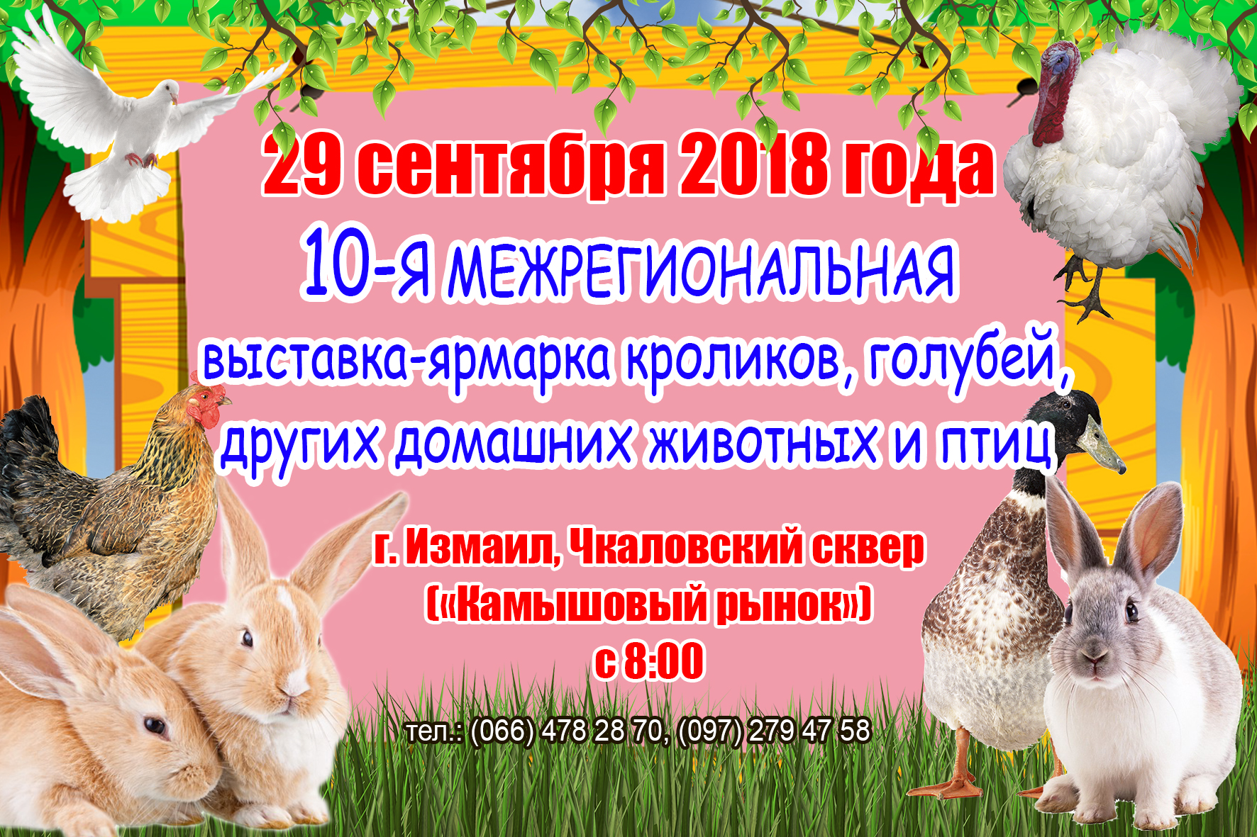В Измаиле пройдет юбилейная выставка-ярмарка кроликов, голубей и домашних животных.
