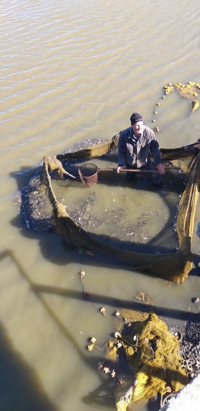 В Одесской области зарыбляют водоемы: в озера Ялпуг и Кугурлуй выпущено 25 тонн рыбы ценных пород