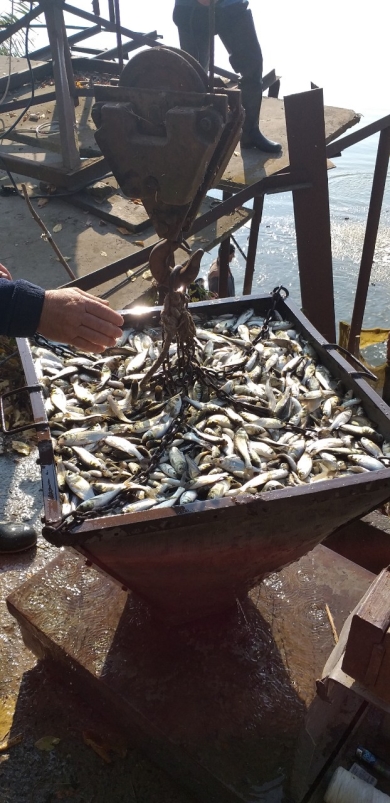 В Одесской области зарыбляют водоемы: в озера Ялпуг и Кугурлуй выпущено 25 тонн рыбы ценных пород