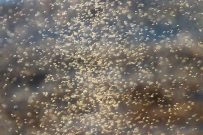 Удивительное природное явление в НПП "Тузловские лиманы" - "смерч" из комаров-звонцов