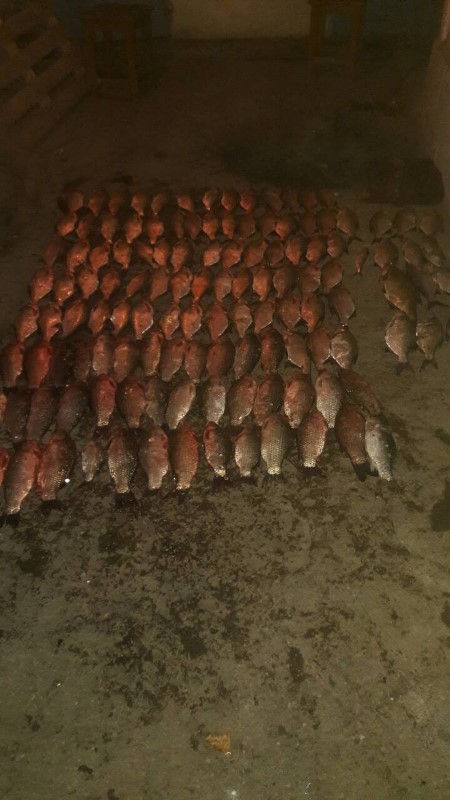 На озере Кагул пограничники обнаружили полкилометра браконьерских сетей с рыбой