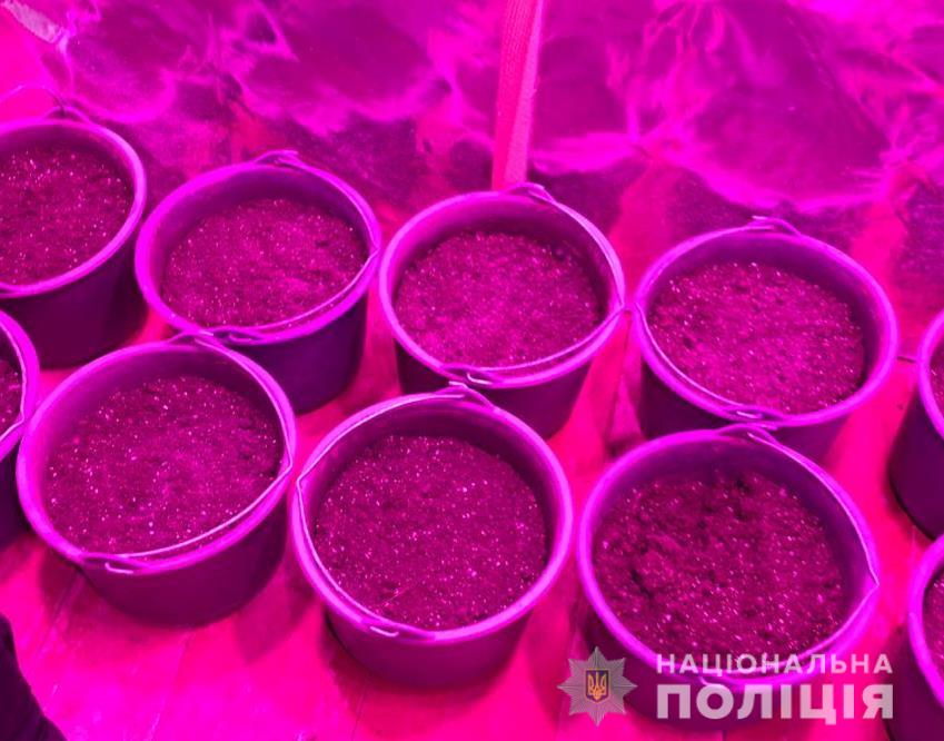 В Болграде изъяли более 40 кг марихуаны - аграрий растил коноплю в реальной нарколаборатории