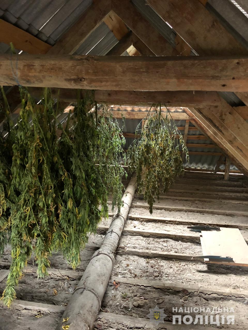 В Болграде изъяли более 40 кило марихуаны - аграрий растил коноплю в настоящей нарколаборатории