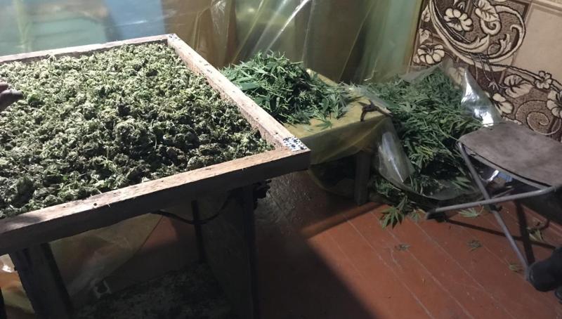 На Одесчине "накрыли" крупного наркоагрария: сумма изъятой продукции около 4 миллионов гривен