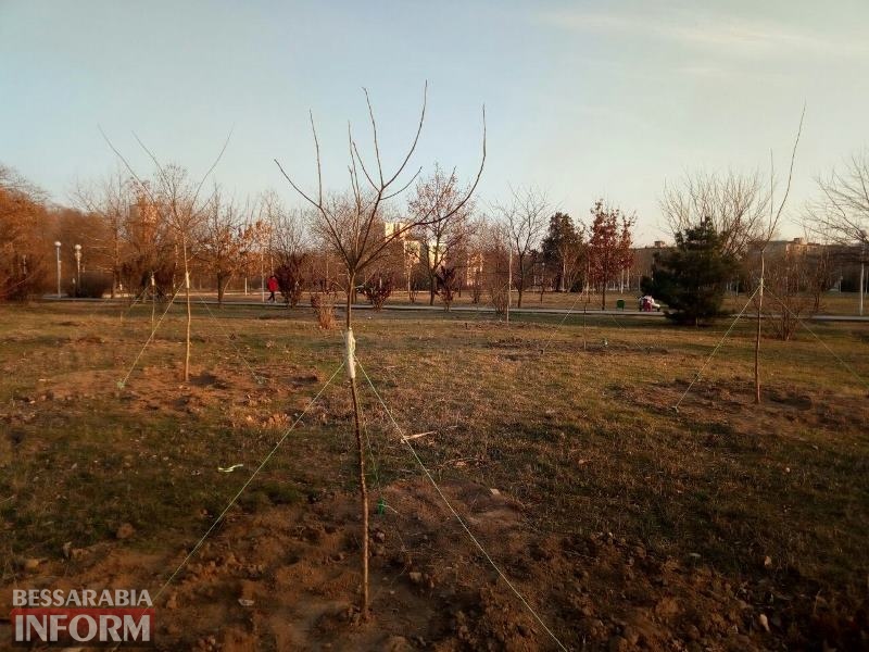 В Измаиле приступили к весенней высадке деревьев - начали с парка Памяти (фотофакт)