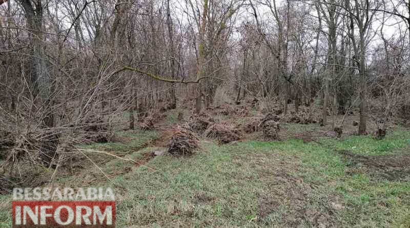 Белгород-Днестровский район: в лесопосадке вблизи села Монаши были обнаружены бронебойные снаряды
