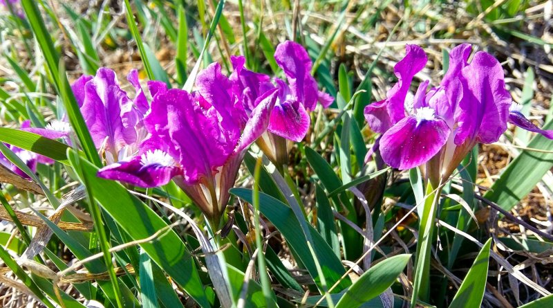 В национальном парке "Тузловские лиманы" отмечено раннее цветение диких ирисов