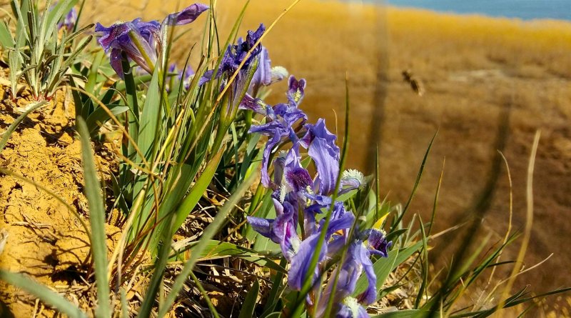 В национальном парке «Тузловские лиманы» отмечено раннее цветение диких ирисов