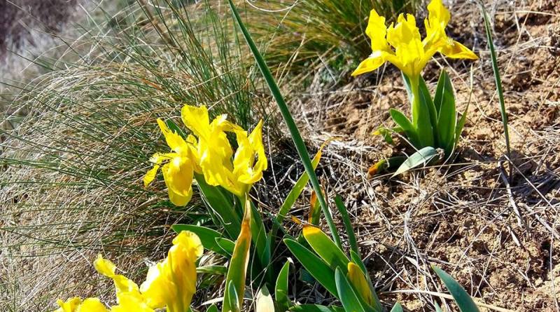 В национальном парке "Тузловские лиманы" отмечено раннее цветение диких ирисов