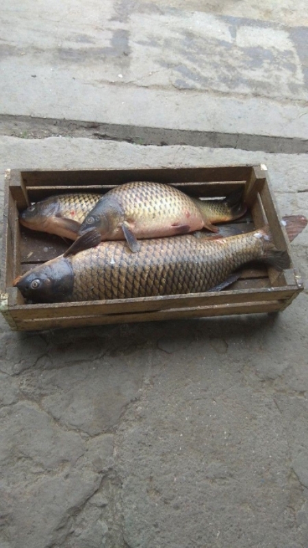 Ни себя, ни людям: на озере Кугурлуй задержали рыбака с электроудочкой