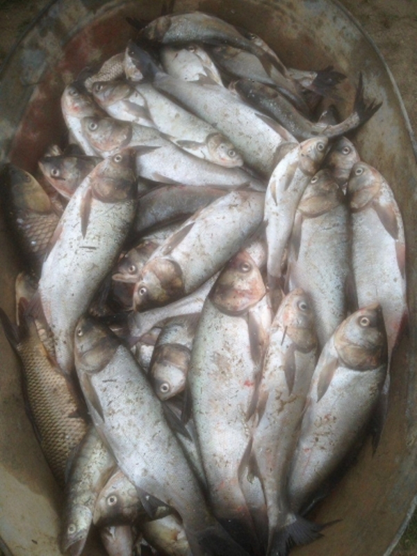 Возле Килии был задержан браконьер с моносетями и 45 килограммами незаконного улова.