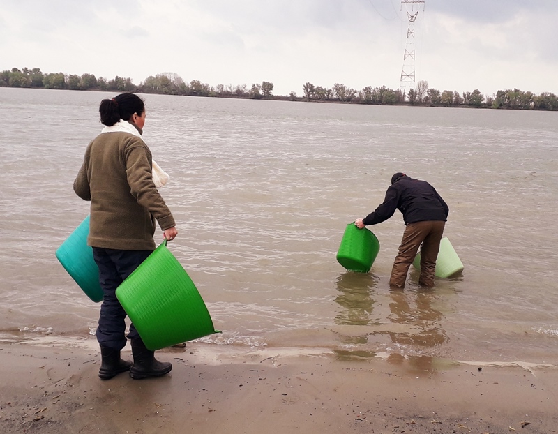 В Дунай в районе Орловки выпустили больше тысячи мальков исчезающего осетра