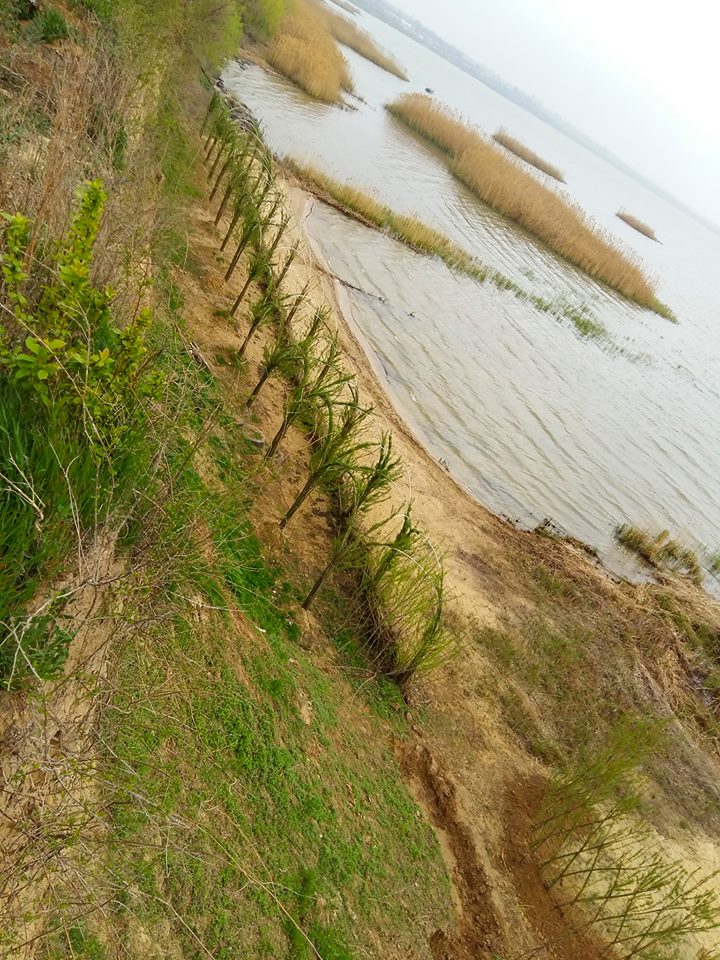Ажурные экоконструкции: берег Днестровского лимана в районе Шабо укрепит и украсит посадка вербы