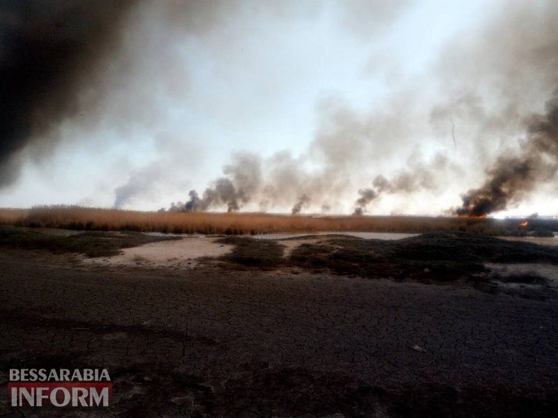 В Мологе горят камыш и сухая трава, спасатели пытаются потушить пожар.