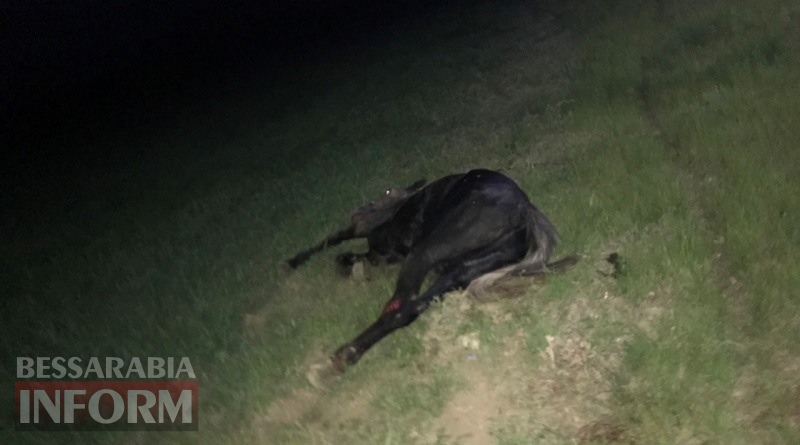 На выезде из Измаила пьяный водитель на "девятке" убил лошадь