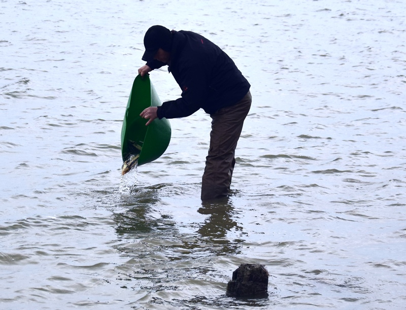В Дунайе в районе Орловки выпустили более тысячи мальков исчезающего осетра