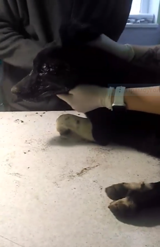 Массовая травля собак в Измаиле: животные умирают в страшных муках.