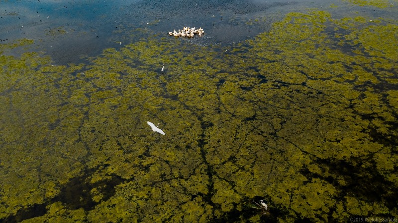 Завораживающая красота украинского Придунавья: озеро Кугурлуй и стая розовых пеликанов (фото)