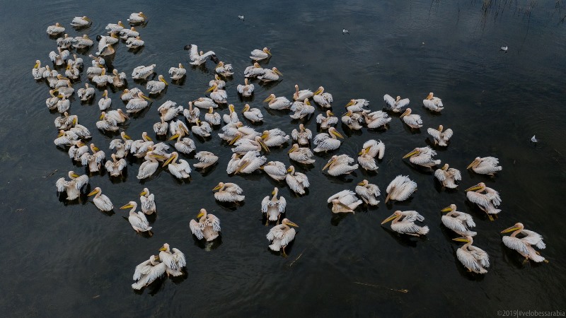 Завораживающая красота украинского Придунавья: озеро Кугурлуй и стая розовых пеликанов (фото)