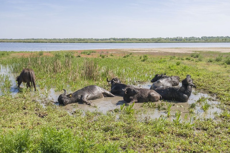 Восстановление уникальной экосистемы дельты Дуная: на острове Ермаков поселили первое стадо водяных буйволов