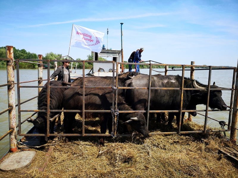 Восстановление уникальной экосистемы дельты Дуная: на острове Ермаков поселили первое стадо водяных буйволов