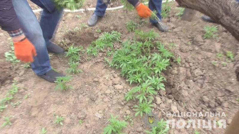 В Измаиле двое местных жителей подозреваются в выращивании и хранении наркотиков.