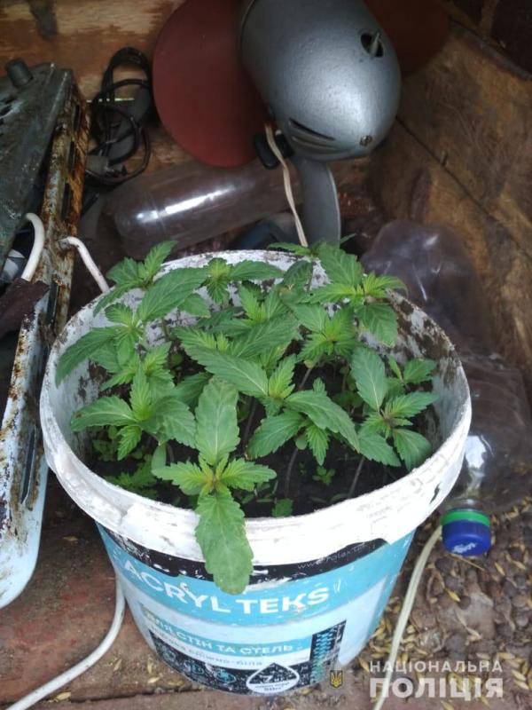 Полиция Тарутинского района обнаружила местного жителя, который выращивал коноплю "для себя" и хранил боеприпасы.