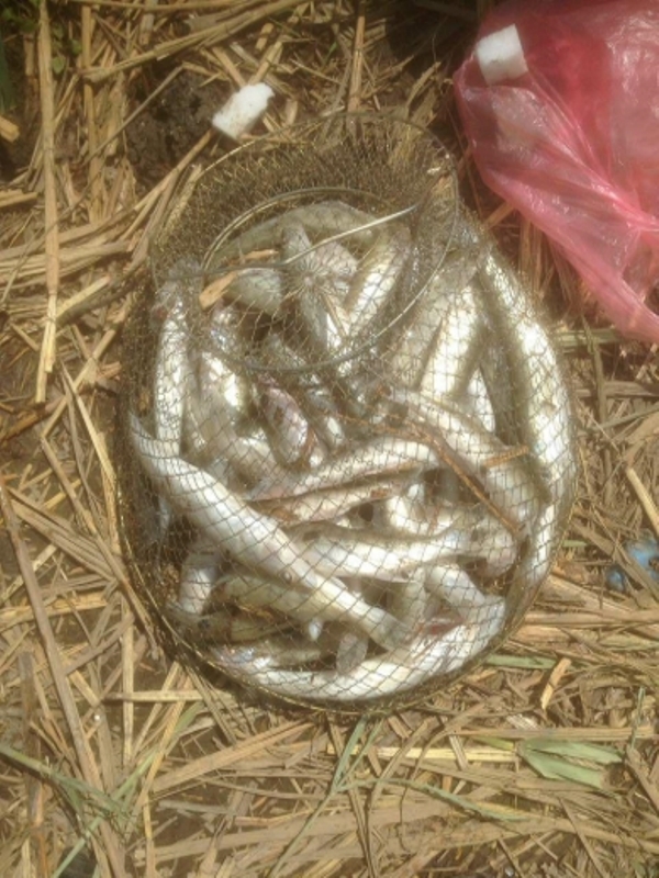 На канале Кофа недалеко от Килии поймали браконьера, который нанес более 28 тысяч гривен убытков