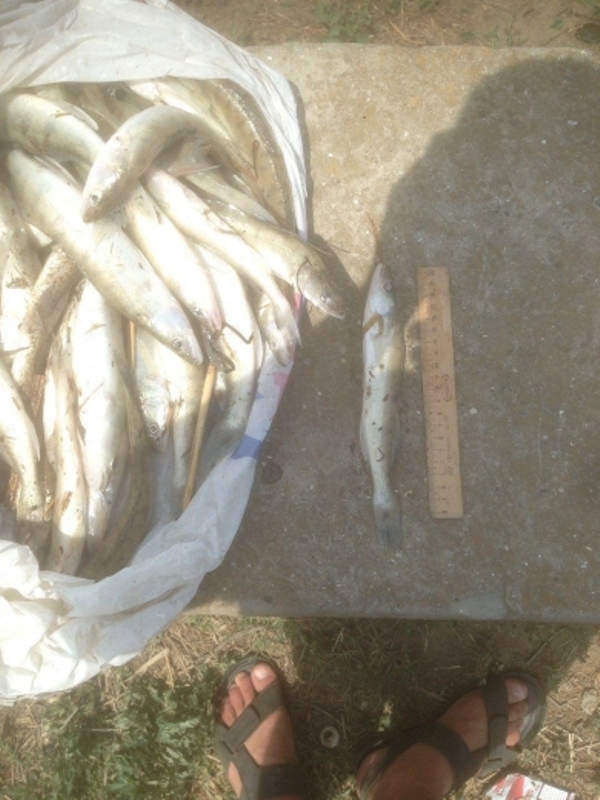 На канале Кофа недалеко от Килии поймали браконьера, который нанес более 28 тысяч гривен.