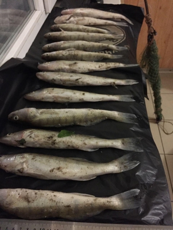 В Килийской районе на канале Кофа рыбоохранный патруль поймал браконьера с уловом на более 13 тысяч гривен