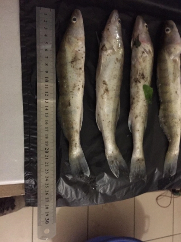 В Килийской районе на канале Кофа рыбоохранный патруль поймал браконьера с уловом на более 13 тысяч гривен