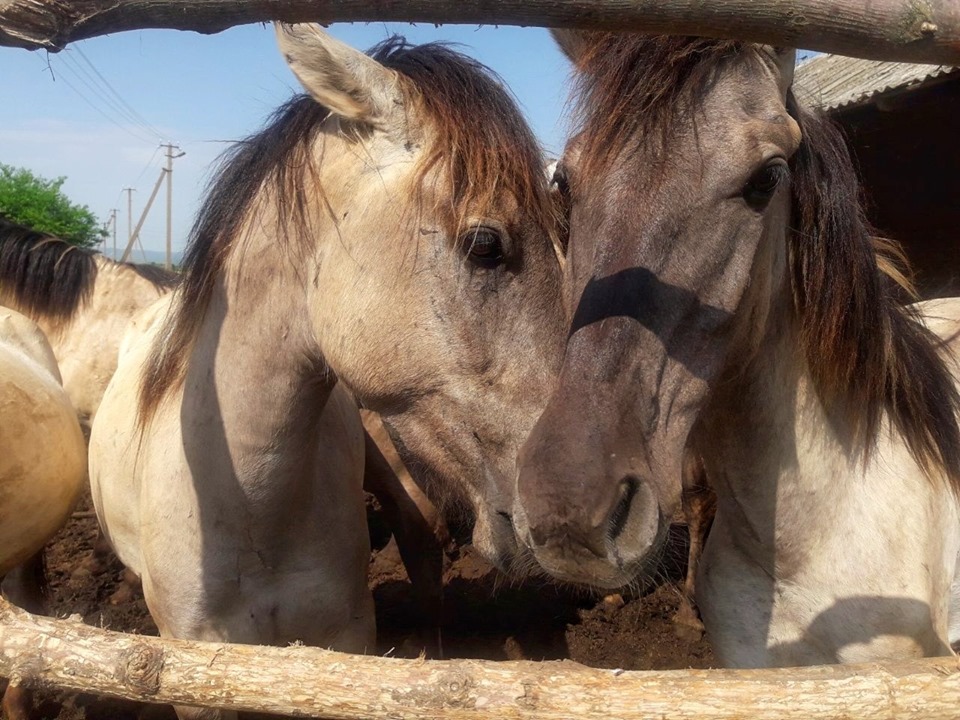 На остров Ермаков в дельте Дуная завезли табун диких лошадей из Латвии