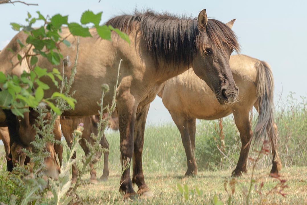 На остров Ермаков в дельте Дуная завезли табун диких коней из Латвии.
