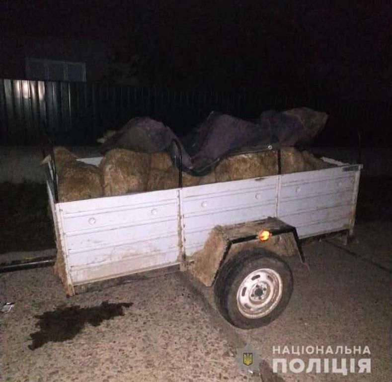В Измаильском районе полиция задержала овец, которые пытались вывести их в багажнике автомобиля.