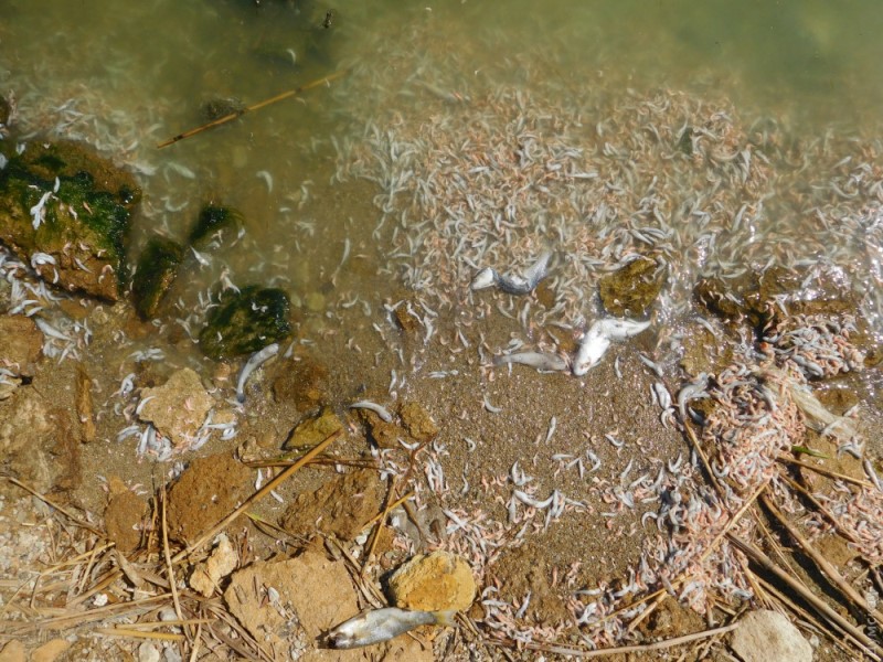 В Хаджибее из-за ливней и жары погибло множество рыбы и креветок: заморы будут продолжаться.