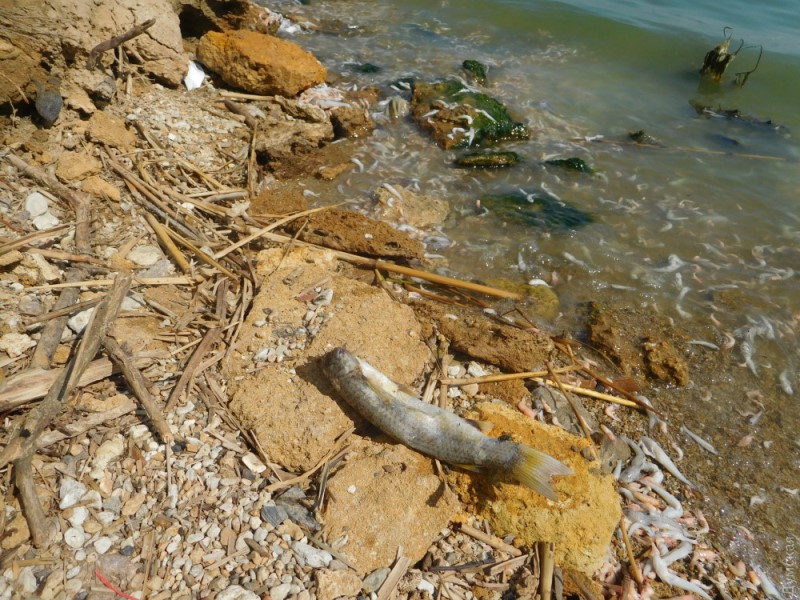 В Хаджибее из-за ливней и жары погибло множество рыбы и креветок: заморы будут продолжаться.