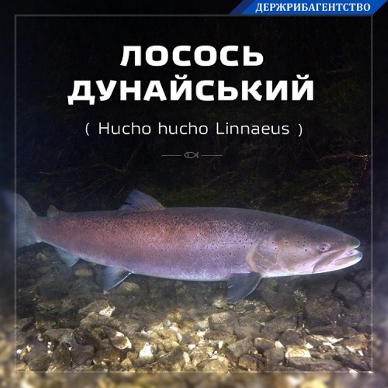 Самая ценная рыба бассейна Дуная или что мы знаем о лососе дунайском