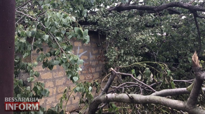 Последствия стихии в Аккермане: в микрорайоне "Совхоз" огромный тополь "накрыл" двор и повредил постройки людей