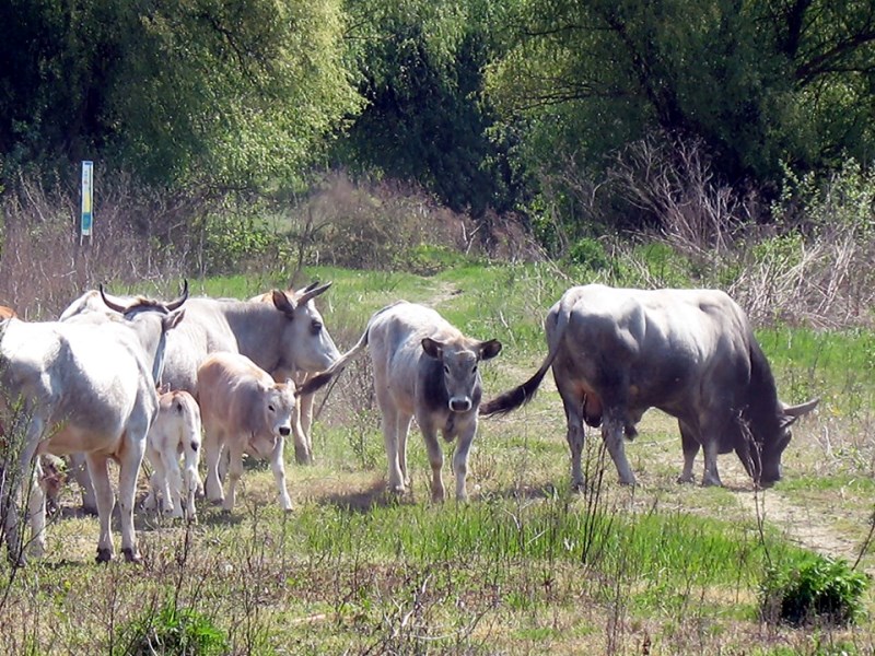Остров Малый Татару на Дунае заселят конями гуцульской породы и обогатят стадо серого скота.